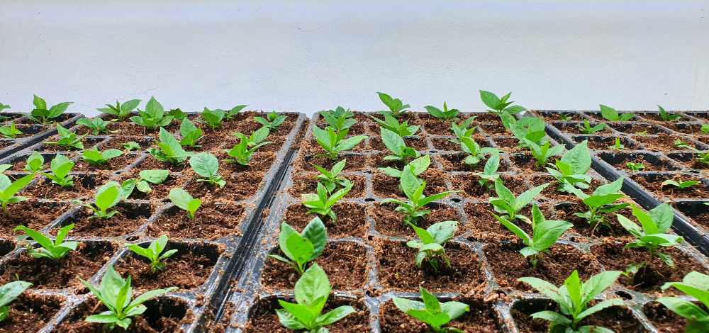 Plant Breeding for Stress Resistance